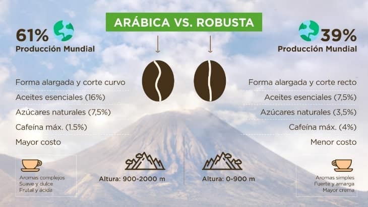 Diferencias entre café Arabica vs. Robusta